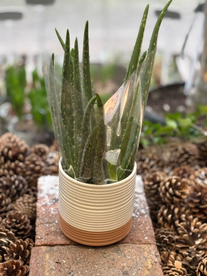 Aloe Vera in ceramic pot.