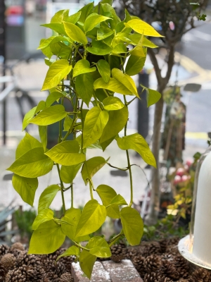 Neon pathos in hanging plastic pot.