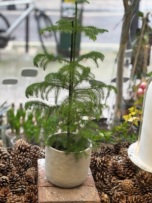 Small Araucaria.