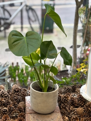 Small Monstera plant in ceramic pot.