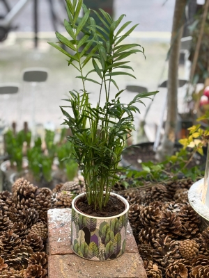 Small parlour palm in ceramic pot.