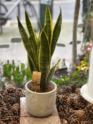 Snake plant in pot.