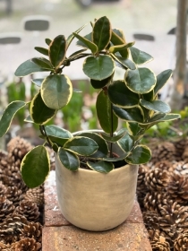 Hoya in ceramic pot.