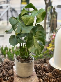 Medium monstera plant in ceramic pot.