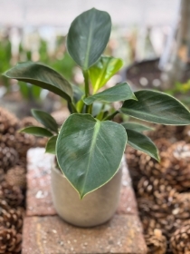 Philodendron in ceramic pot.