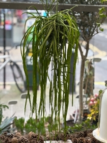 Rain forest cacti hanging, Lepismium.