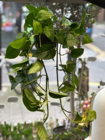 Variegated pathos, in plastic hanging pot.